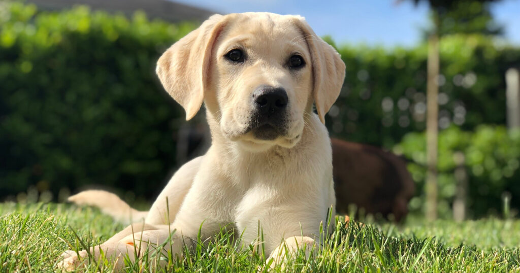 Labrador