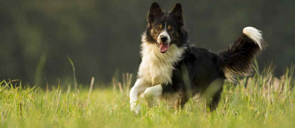 Alles wat je moet weten over de border collie