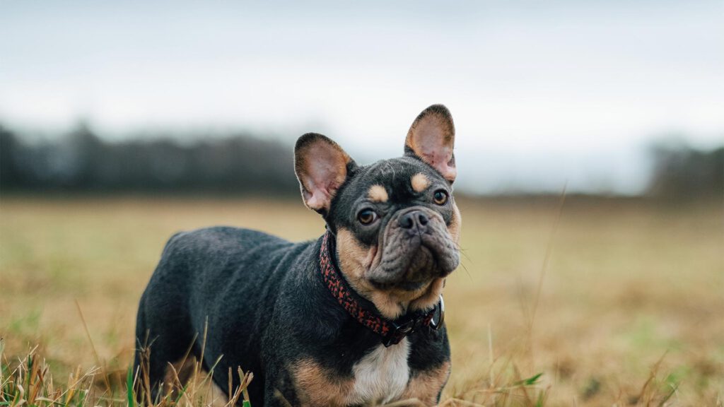 Alles wat je moet weten over de Franse Bulldog: van opvoeding tot gezondheid en geschiktheid als gezinshond