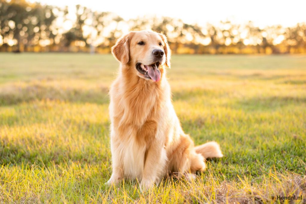 Gouden karakter en verantwoordelijkheid: alles wat je moet weten over de Golden Retriever