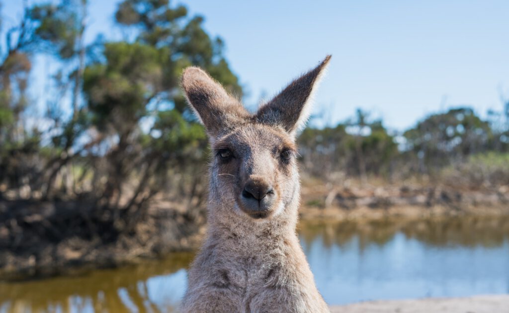 Backpacken rondreizen door australië de ultieme gids