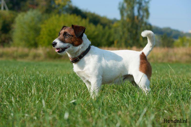 De levendige en slimme Jack Russell: Voordelen, nadelen en opvoeding